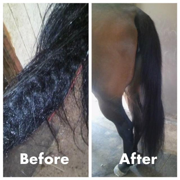 Real Horse Hair Large Mane and Tail Set